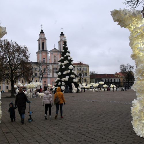 Kauno eglutė laukia įžiebimo šventės  © Laimučio Brundzos nuotr.