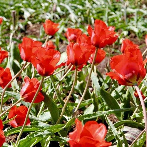 Tulpių žydėjimas Botanikos sode  © Botanikos sodo nuotr.