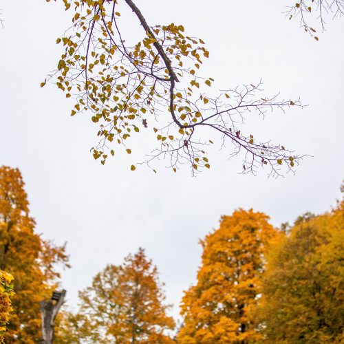 Auksinis ruduo sostinėje  © I. Gelūno / Fotobanko nuotr.