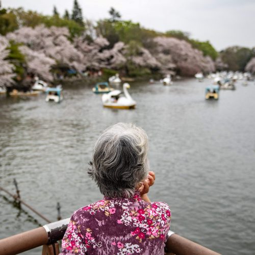 Japonijoje žydi sakuros  © Scanpix nuotr.