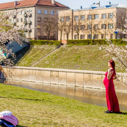 Nemuno saloje pražydo sakuros  © Laimio Steponavičiaus nuotr.