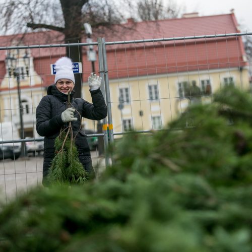 Kalėdinės eglutės ruošimo darbai  © Vilmanto Raupelio nuotr.