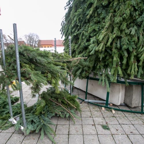 Kalėdinės eglutės ruošimo darbai  © Vilmanto Raupelio nuotr.