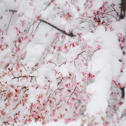 Pavasario pūgos JAV  © Scanpix nuotr.