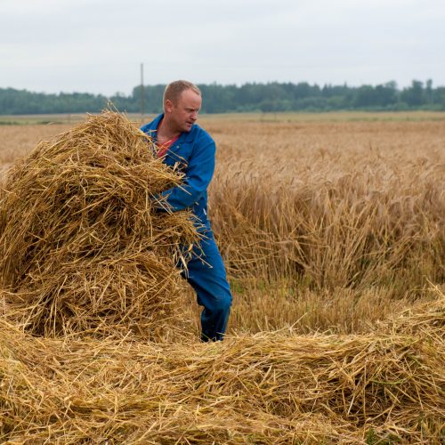 Kauno rajone – javapjūtės pradžia  © Akvilės Snarskienės nuotr.