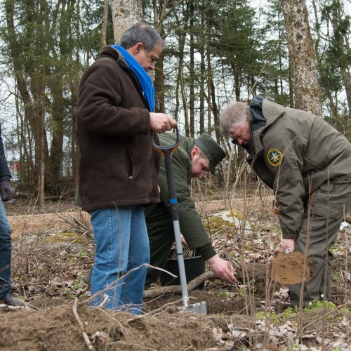 Ąžuolų giraitės „Izraelita” sodinimas  © V. Skaraičio/ BFL nuotr.