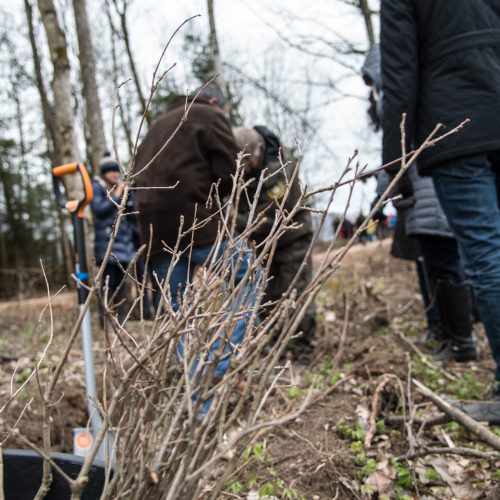 Ąžuolų giraitės „Izraelita” sodinimas  © V. Skaraičio/ BFL nuotr.