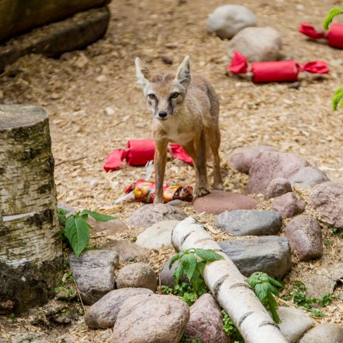 Gyvūnų prižiūrėtojo diena zoologijos sode  © Vilmanto Raupelio nuotr.