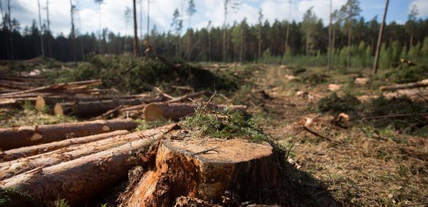 Nuo sausio atšaukiama stichinė nelaimė miškuose: ministras ragina neatsiplaiduoti