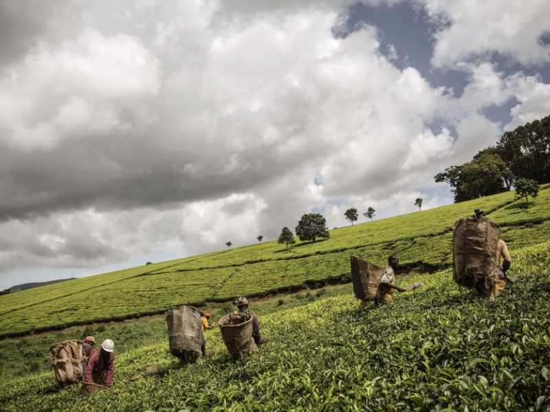 BBC tyrimas atskleidė seksualinį išnaudojimą Kenijos arbatos ūkiuose