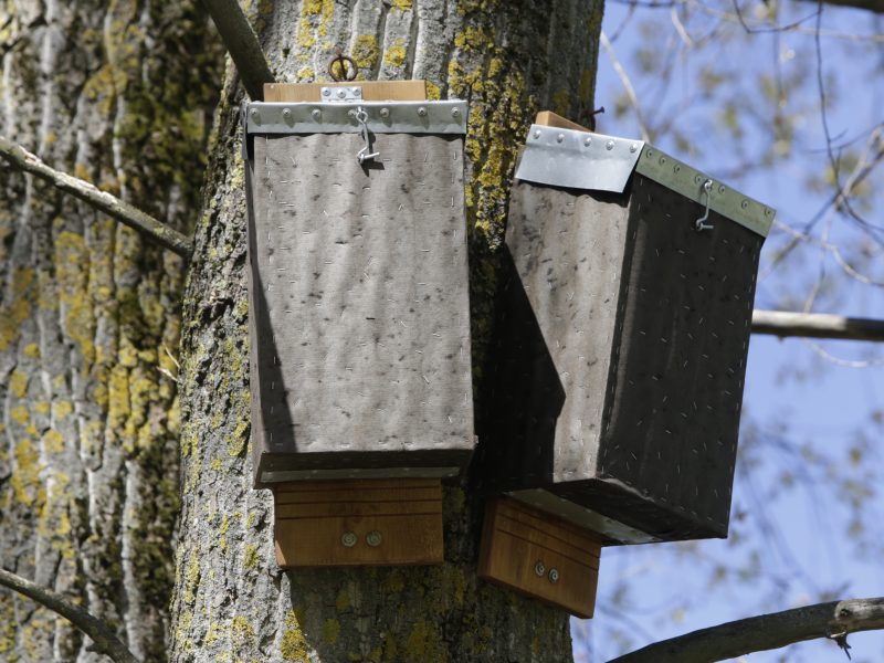 Klaipėdiečius nustebino nameliai medžiuose: parke gyvens šikšnosparniai