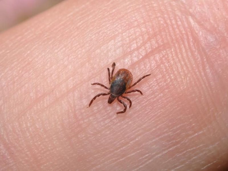 Penki dažniausi mitai apie erkinį encefalitą ir kodėl tinkamas laikas skiepytis yra dabar?