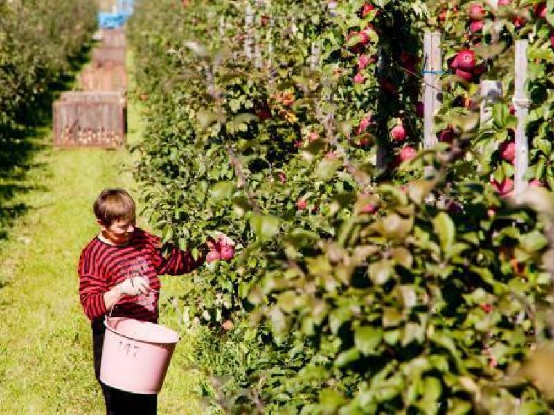 binarini opcion pajamos kaip registruoti darbuotojų akcijų pasirinkimo sandorius