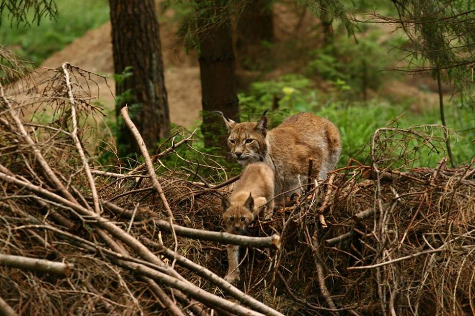 Muitininkai prisipažino apie savo silpnybę lūšims