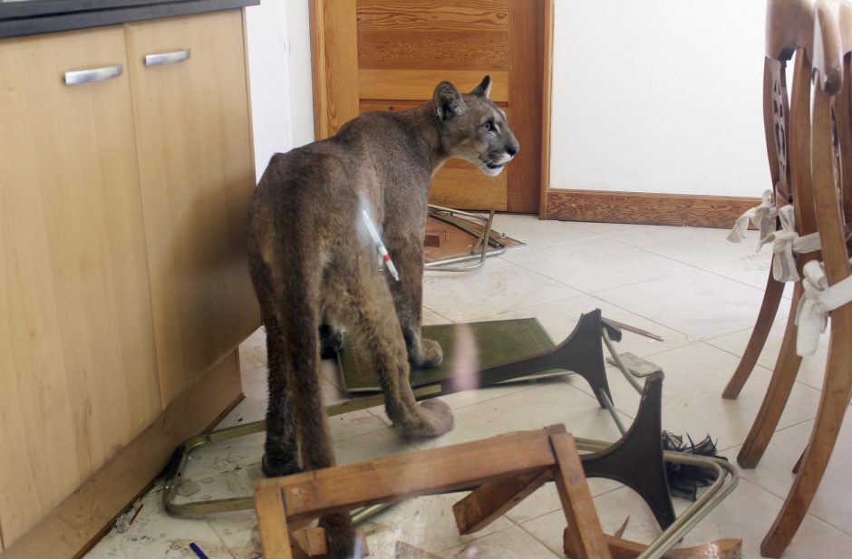 Namus nuniokojo atklydusi puma