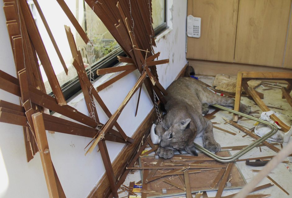 Namus nuniokojo atklydusi puma