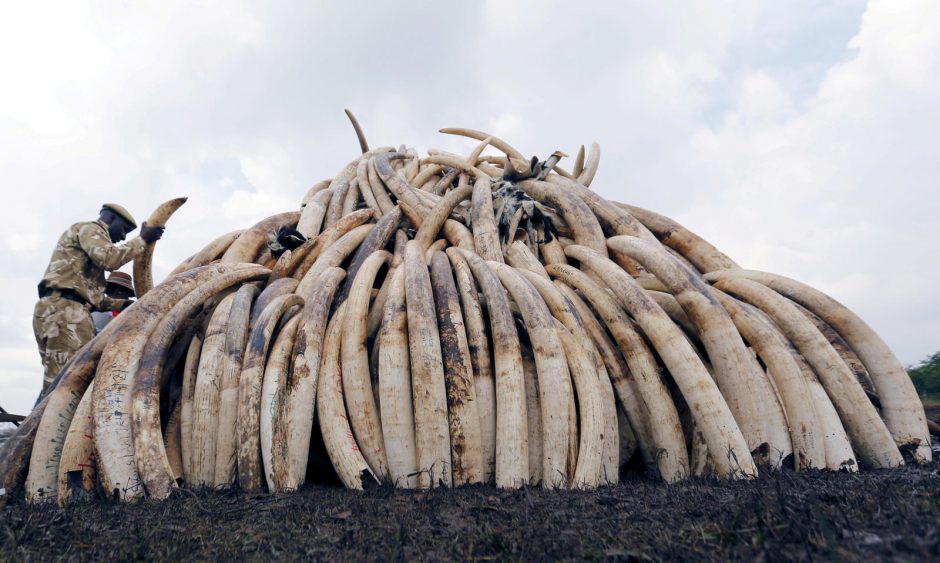 Pietų Afrikos šalys siekia legaliai prekiauti dramblio kaulu