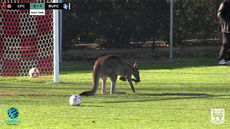 Per varžybas net pusvalandį futbolo aikštėje šeimininkavo kengūra