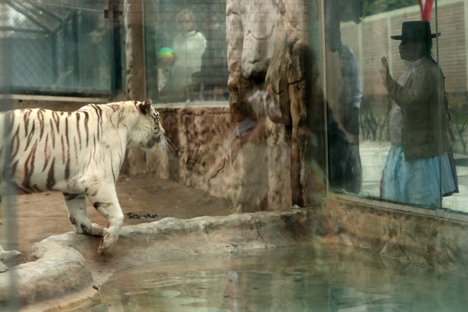 Zoologijos sode pristatyti du itin retų baltųjų liūtų jaunikliai