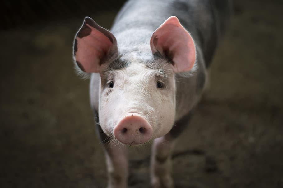 JAV leista maistui naudoti genetiškai modofikuotas kiaules