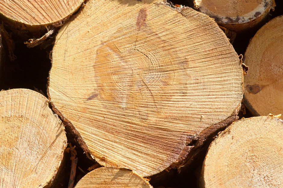 Pakruojo rajone iš miško pavogta medienos už 3 tūkst. eurų