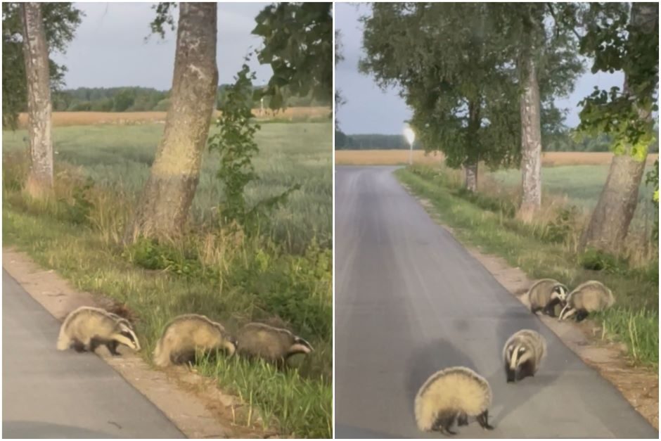 Eismą stabdė barsukų žaidimai