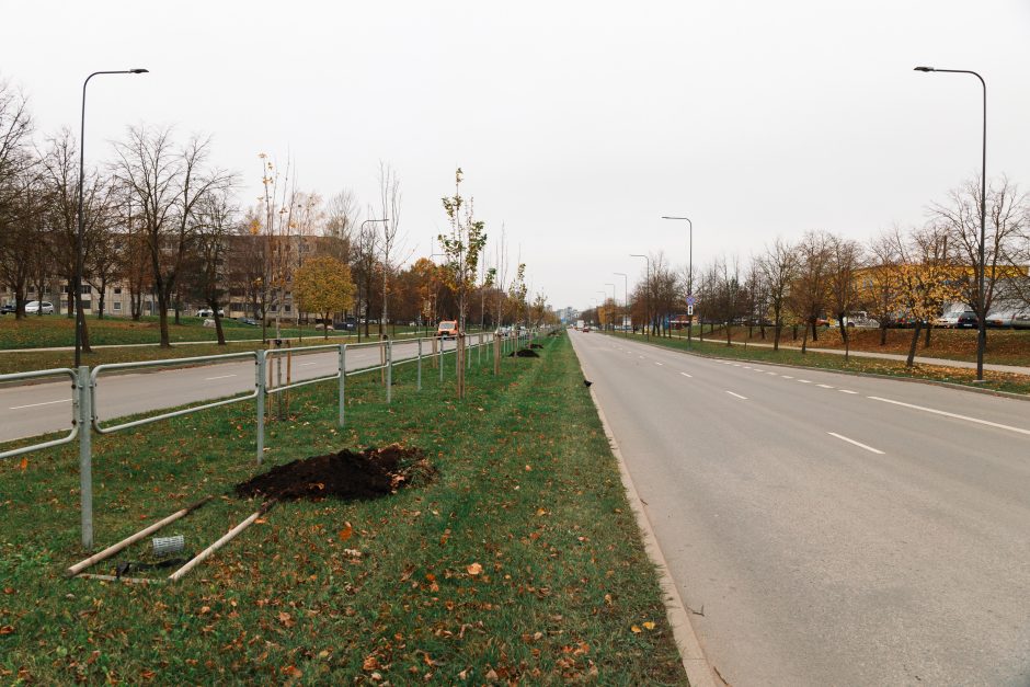 Šiaurės prospekte atsodinami medeliai