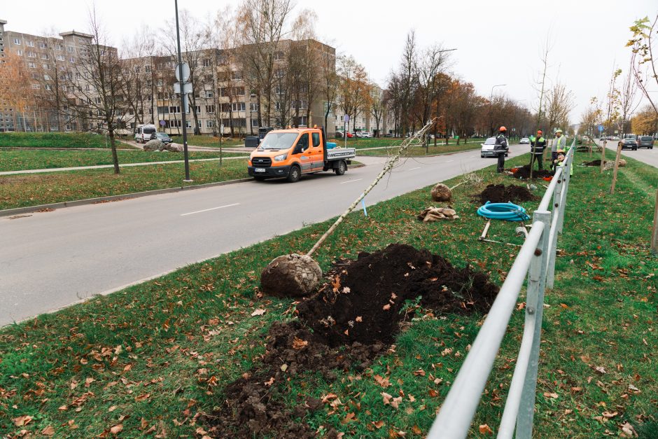 Šiaurės prospekte atsodinami medeliai