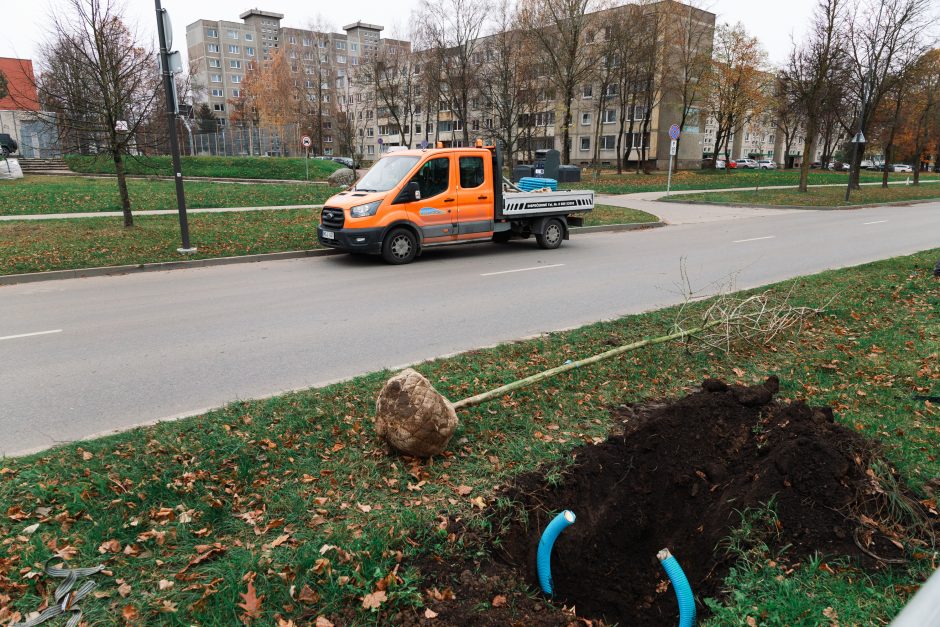 Šiaurės prospekte atsodinami medeliai