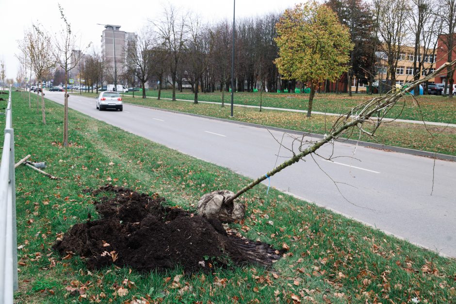 Šiaurės prospekte atsodinami medeliai