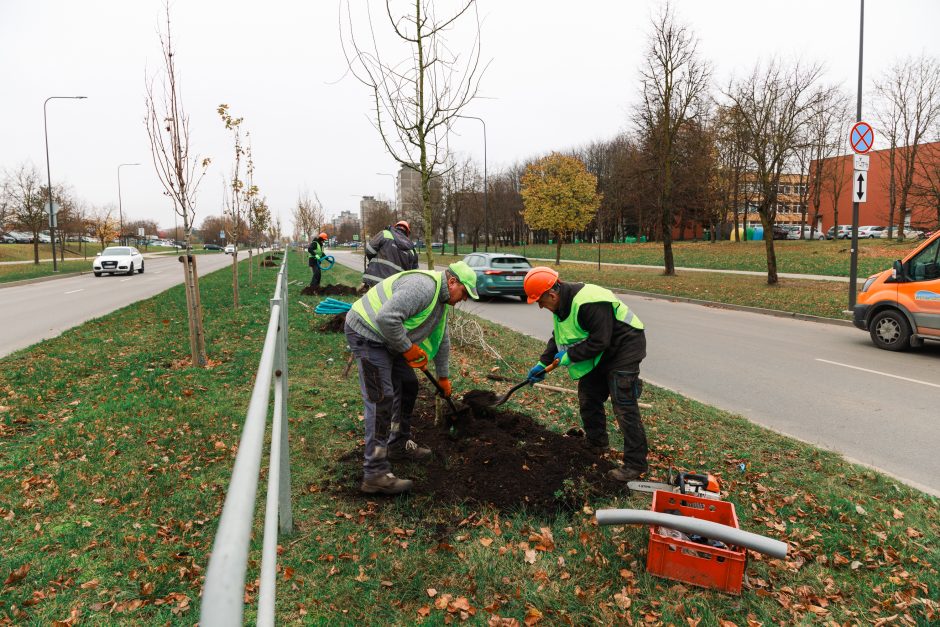 Šiaurės prospekte atsodinami medeliai