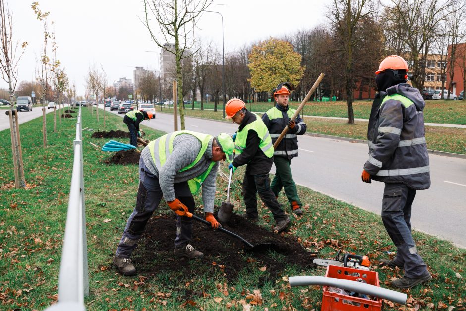 Šiaurės prospekte atsodinami medeliai