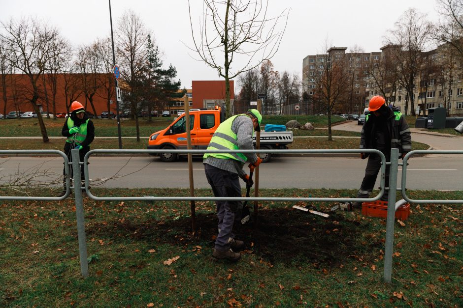 Šiaurės prospekte atsodinami medeliai