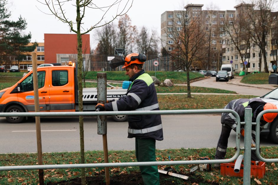 Šiaurės prospekte atsodinami medeliai