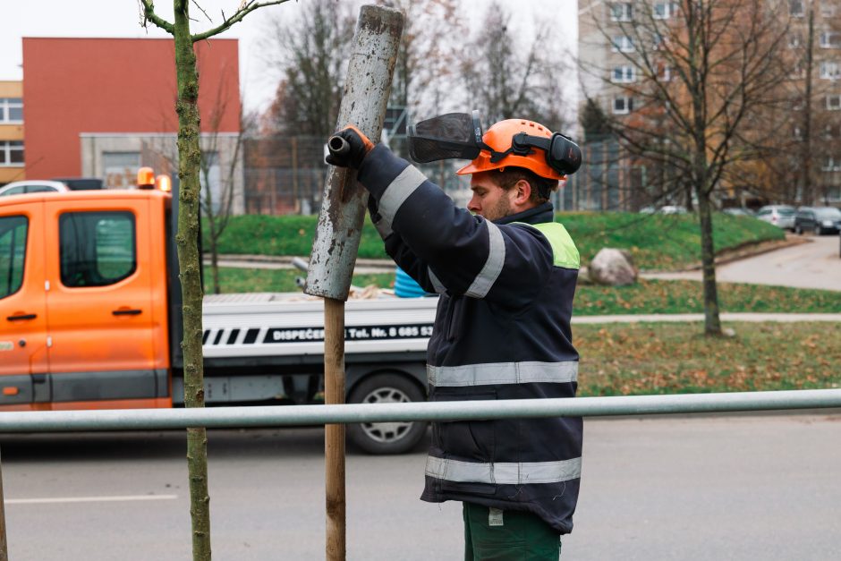 Šiaurės prospekte atsodinami medeliai