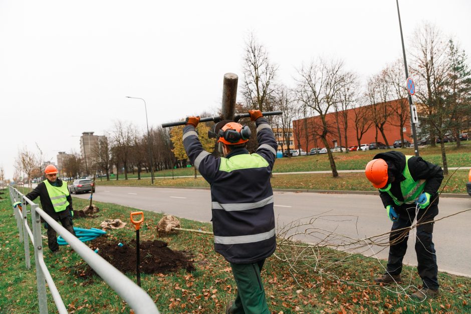 Šiaurės prospekte atsodinami medeliai