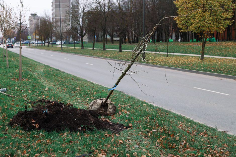 Šiaurės prospekte atsodinami medeliai