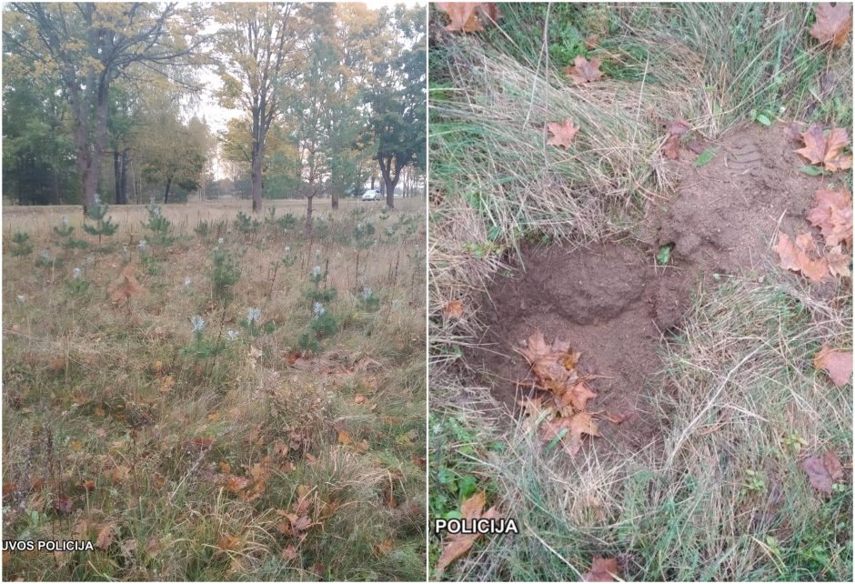 Tauragėje ilgapirščiai traukia į miškus: vagių grobis – pušelės