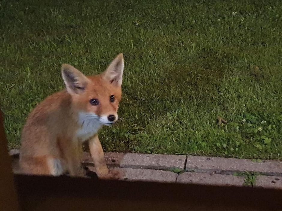 Neringiškių paieškos: kur dingo lapinas vardu Tapinas?