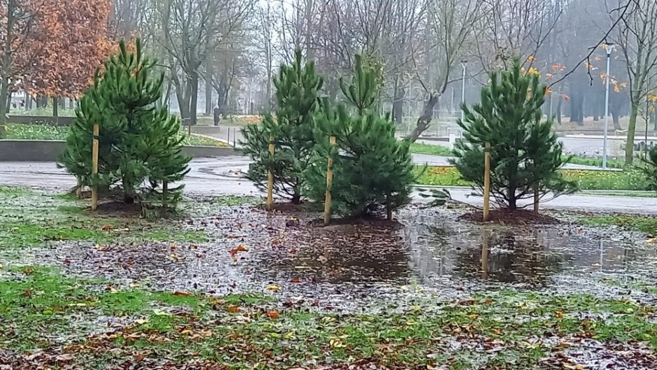 Ąžuolyno giraitė sulaukė pastabų: kodėl pušaitės susodintos į balą?