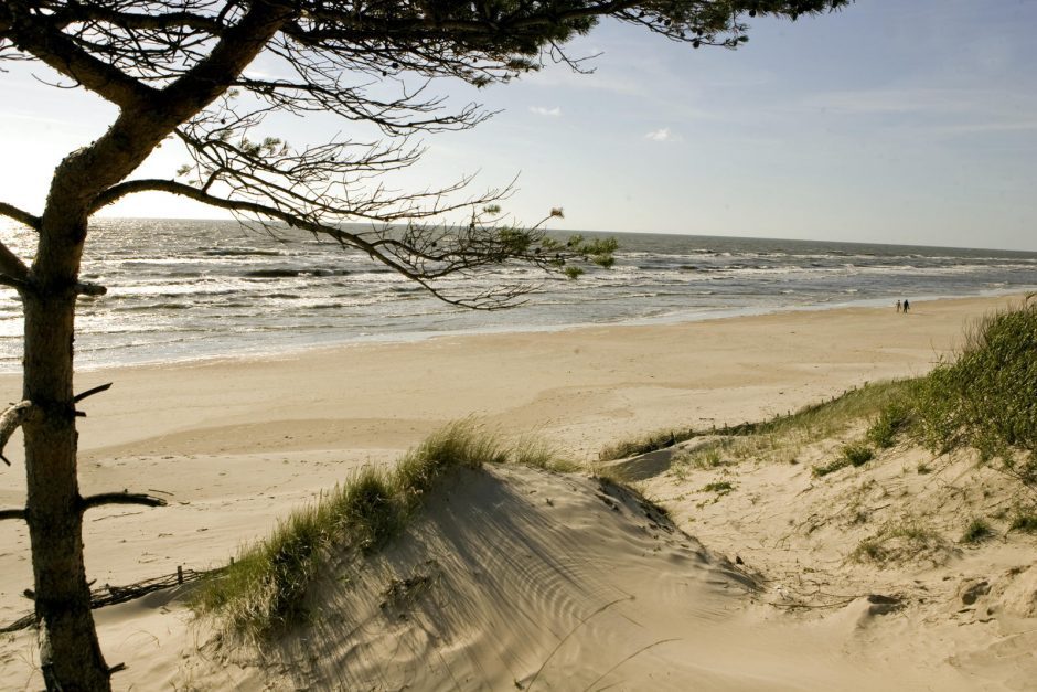 Klaipėdos pajūrio kopas nuo audrų saugos šakų klojiniai