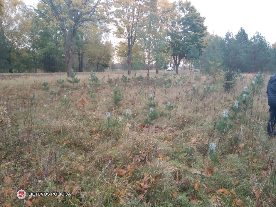 Tauragėje ilgapirščiai traukia į miškus: vagių grobis – pušelės