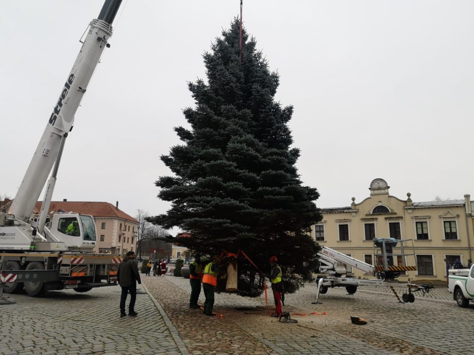 Kalėdų eglės kelionė per Klaipėdą: rinko iš dešimties gražiausių žaliaskarių