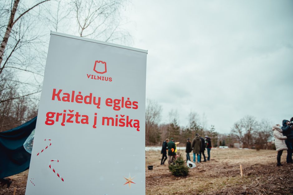 Trečius metus iš eilės vilniečiai savo eglutėmis papildys Kalėdų mišką