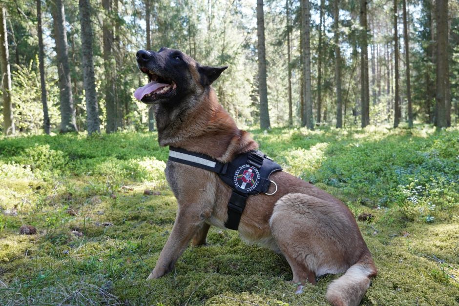 Meistriškumo čempionate paaiškės geriausias tarnybinis pasieniečių šuo