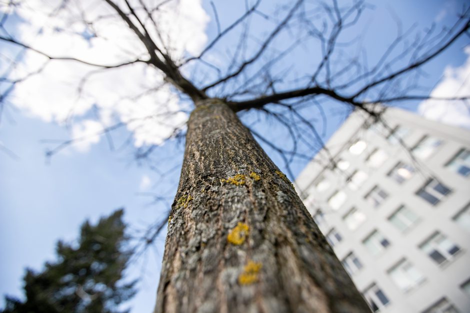 Pagerbtas buvęs Dainavos poliklinikos vadovas G. Andziukevičius: apie darbus primins ąžuoliukas