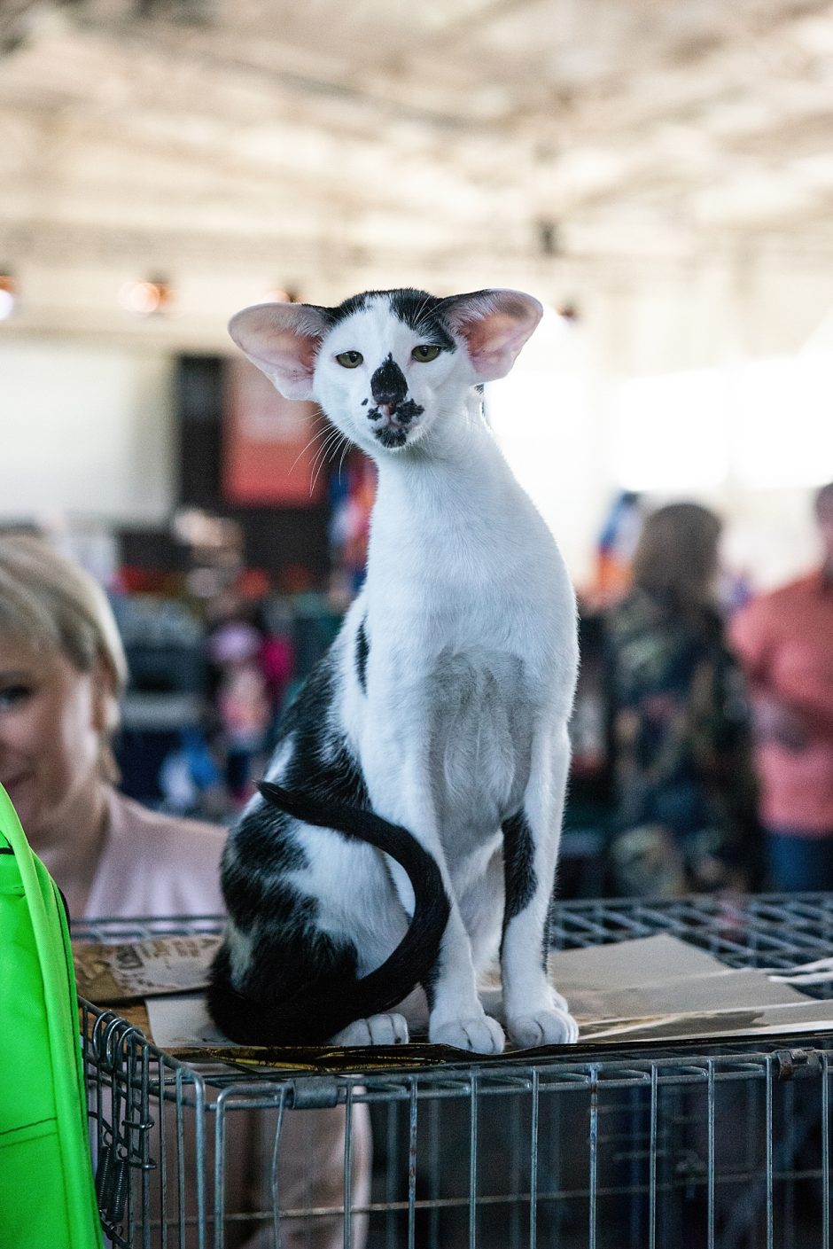 Pavasarinėje kačių parodoje Kaune – felinologijos žvaigždės