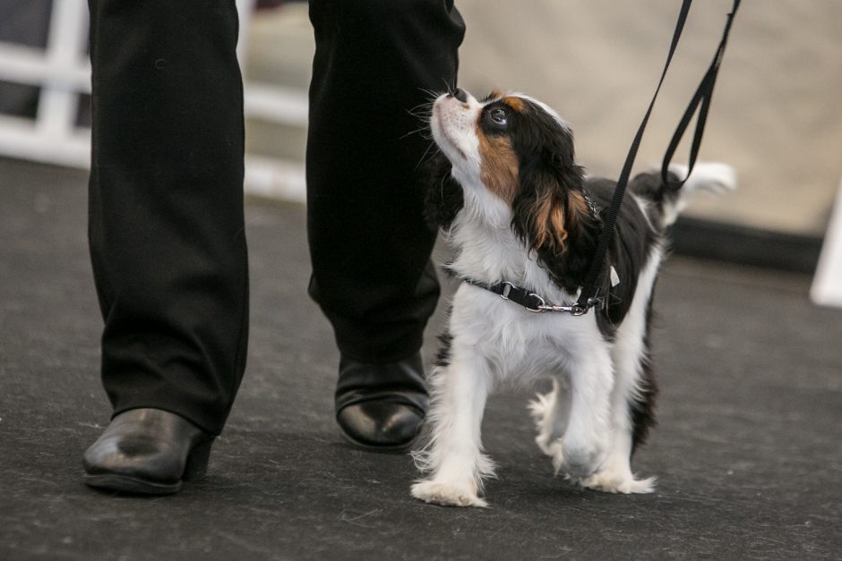 Veterinarijos gydytoja: nuodytojai vėl siautėja – pati praradau savo šunį per dvi dienas 