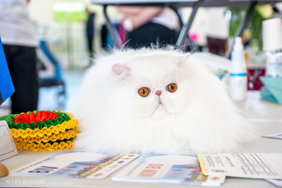 Pavasarinėje kačių parodoje Kaune – felinologijos žvaigždės