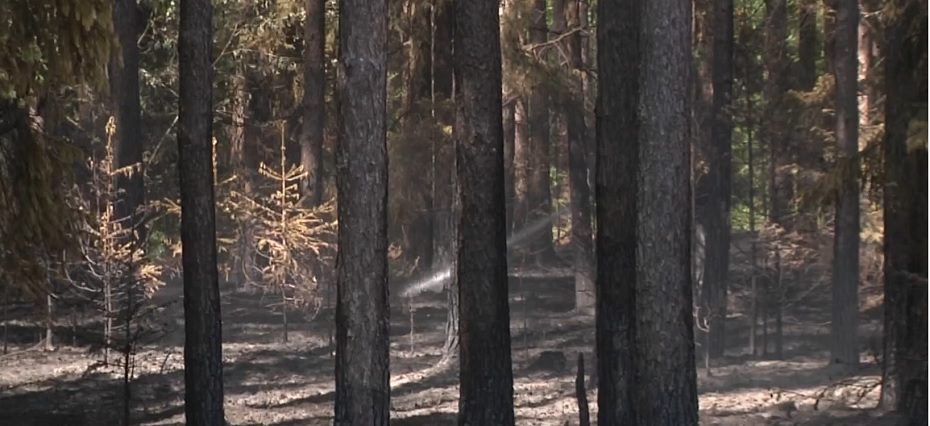 Prienų rajono miške siautėjo liepsnos: uždraus lankymą?